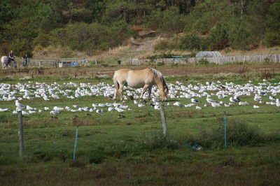 Horses in a field