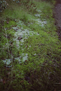 Close-up of plants growing on field in forest