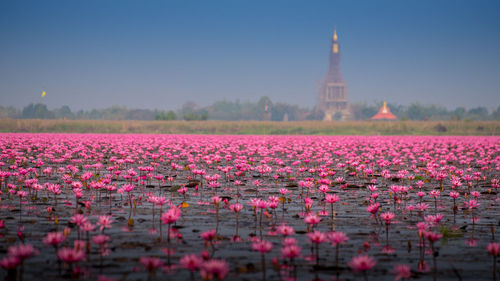 Pink lotus water lily blooming on pond