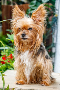 Close-up portrait of dog