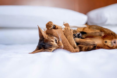 Cute abyssinian cat playing with a toy in a hotel room.