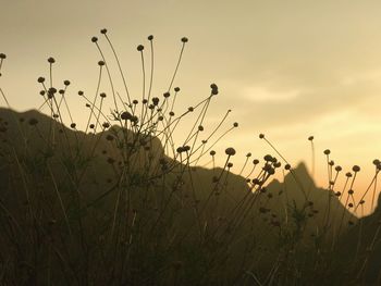 Close-up of grass growing in field against sky