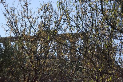 Low angle view of trees against sky in forest
