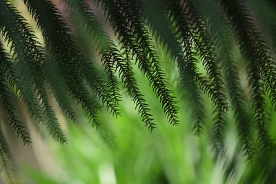 Close-up of palm tree leaves