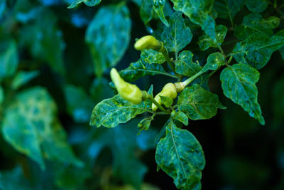 Close-up of yellow flowering plant