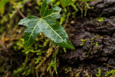 Close-up of green leaf on field