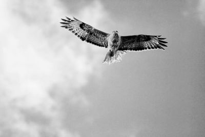 Low angle view of eagle flying in sky