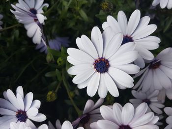 Close-up of white flowers