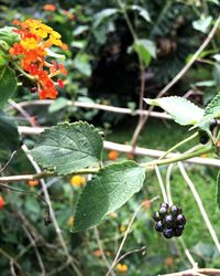 Close-up of leaves on plant