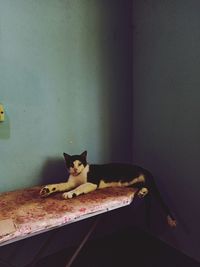 Portrait of cat sitting on wall