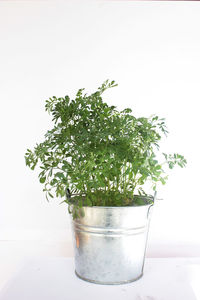 Close-up of plant on table