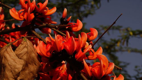 Close-up of red flowers