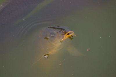 High angle view of fish swimming in lake