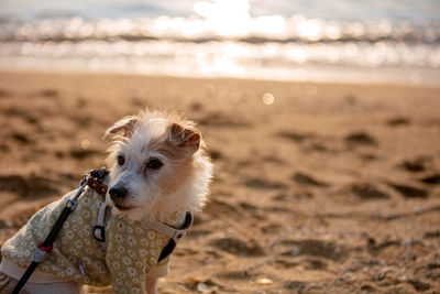 Dogs on sand at beach