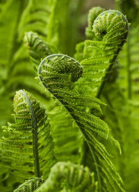 Young fern sprouts