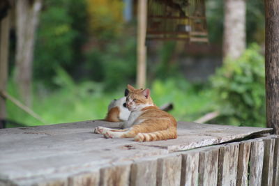 Cat sleeping on wood