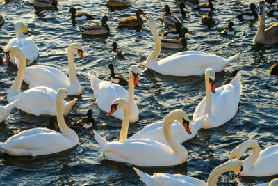 wildlife