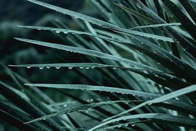 Beautiful foliage in tidewater green color. droplets of water on tropical palm leaf closeup. 