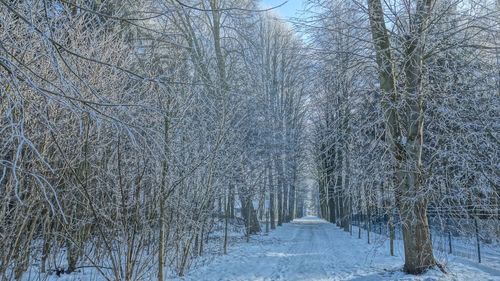 Snow covered bare trees in forest