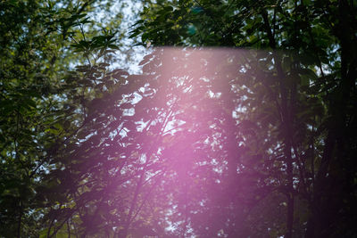 Low angle view of trees in forest