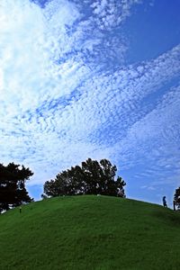 Trees on field against sky