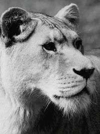 Close-up portrait of a cat