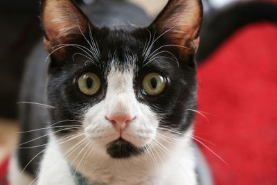 Close-up portrait of cat