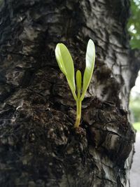 Close-up of plant growing on tree trunk