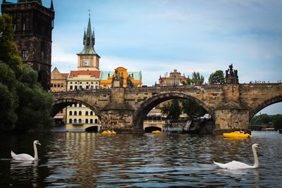 View of swans on bridge over river