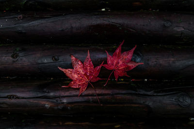 Close-up of maple leaf on wet tree during autumn