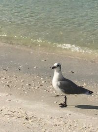 Seagull on beach