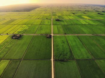 High angle view of agricultural field