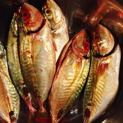 Close-up of fish for sale