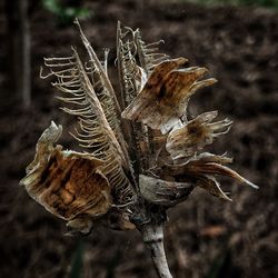 Close-up of plant against blurred background