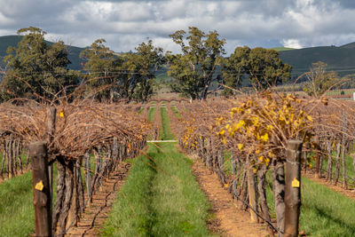 View of vineyard against cloudy sky