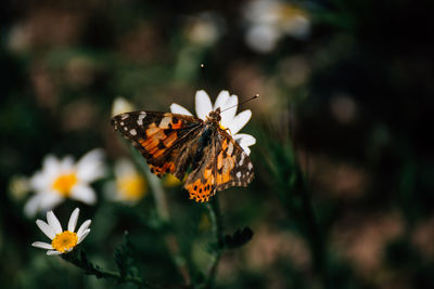 Close-up of butterfly pollinating on flower