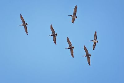 Pelicans in flight often flying with frigate or scissor birds in formation in puerto vallarta mexico