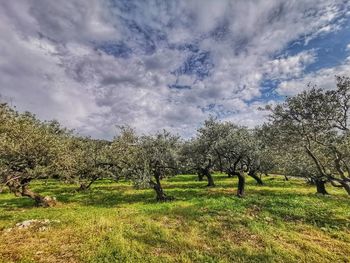 Trees on field against sky