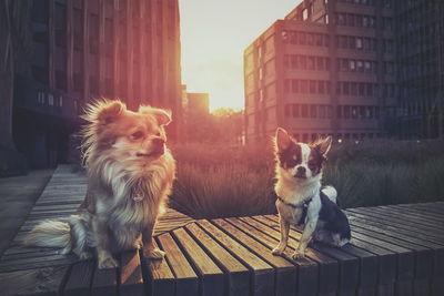 Portrait of dogs on wood paneling