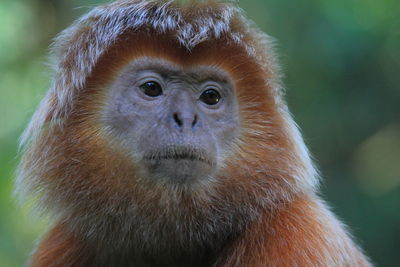 Close-up portrait of javan lutung