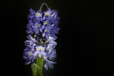 Close-up of purple flower against black background