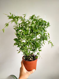 Close-up of hand holding plant against wall