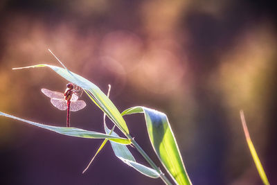 Close-up of insect on leaf