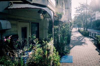 Plants and old building in city