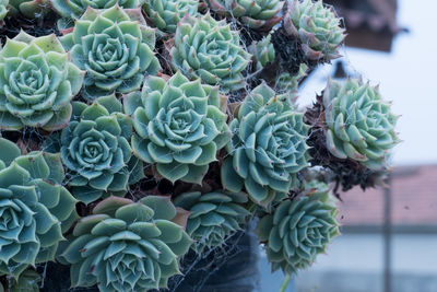 Close-up of plants