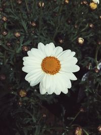 Close-up of white flowers blooming outdoors
