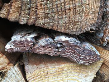 Close-up of mushroom on wood