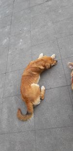 High angle view of a dog on street