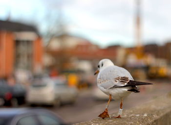 Pigeon perching on railing