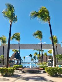 Palm trees by swimming pool at resort against clear blue sky